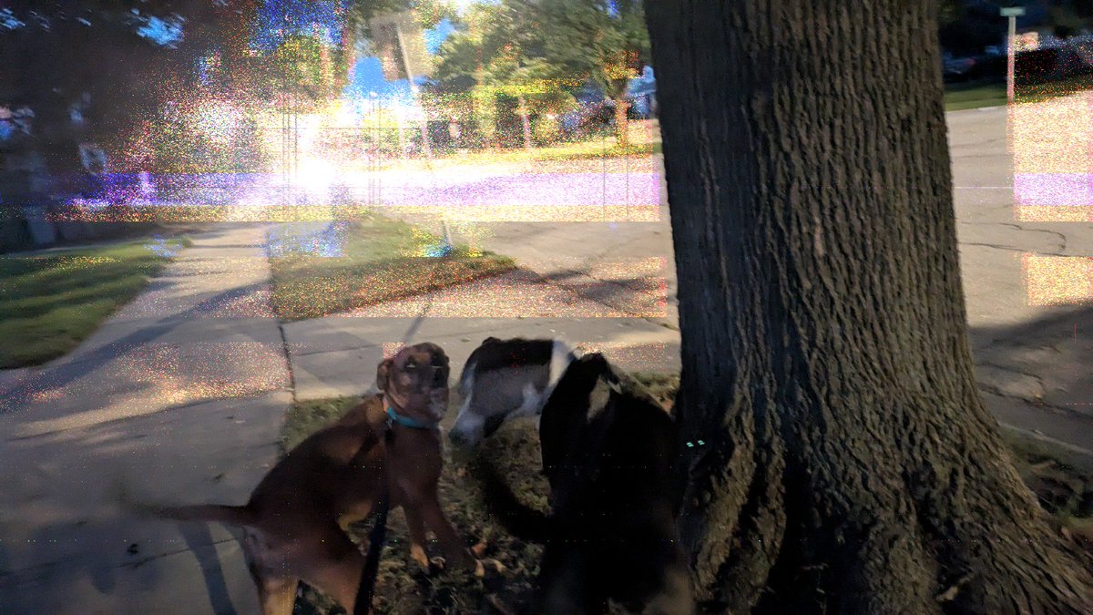 Taking the dogs out before the sun is out hits different, they like it too.