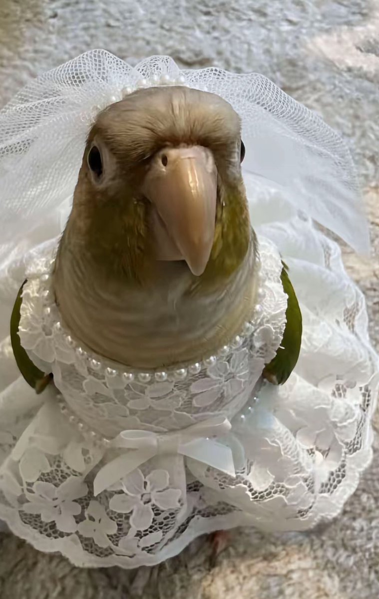 Out of Context Birds tweet media