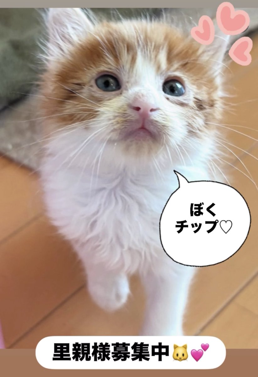HighBall3322's tweet photo. ミルボラさん通信♡ https://t.co/0l0sfNxz8c
