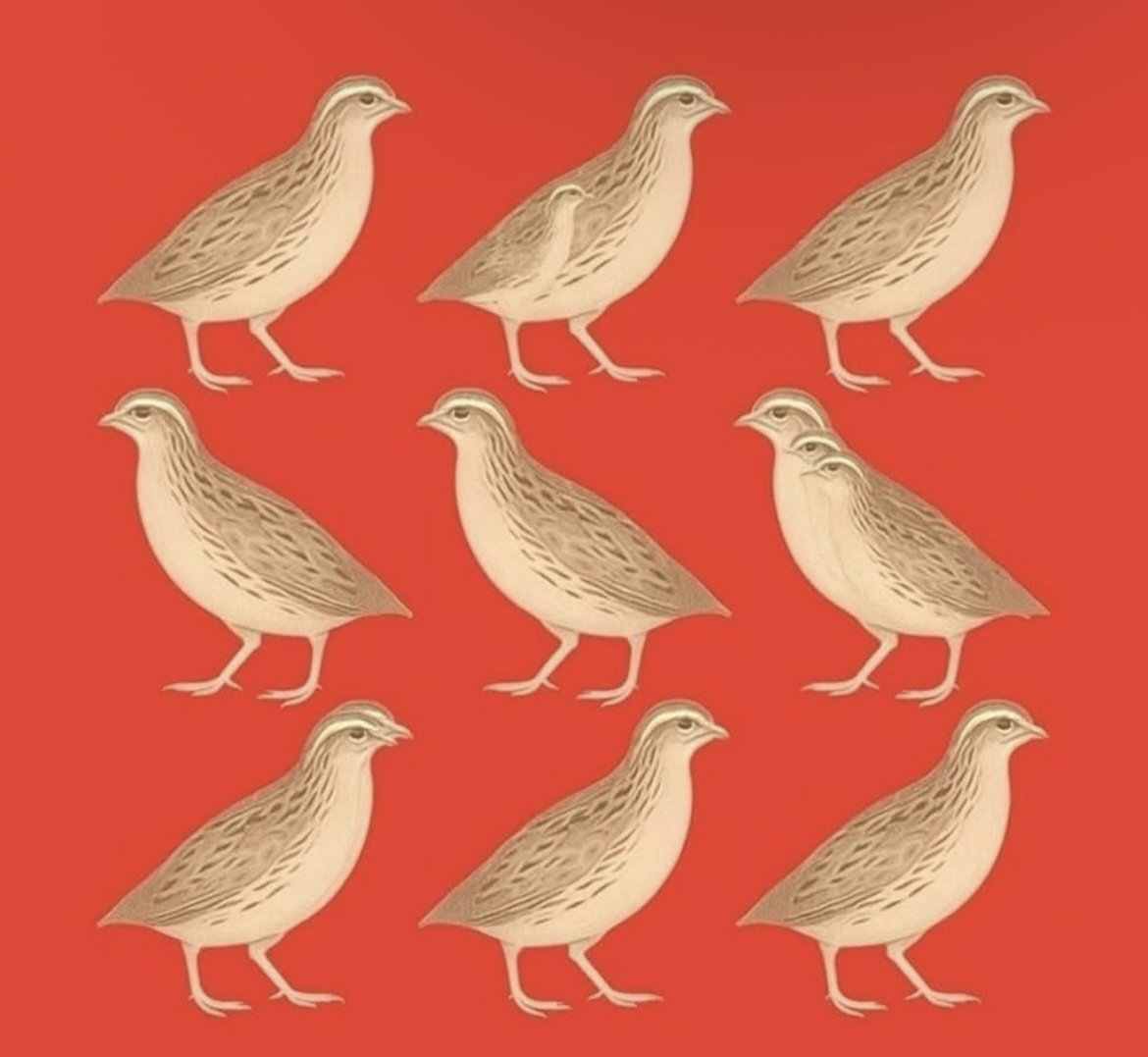 Real_JFK_Jr_'s tweet image. How many brids do you see 👀🤔