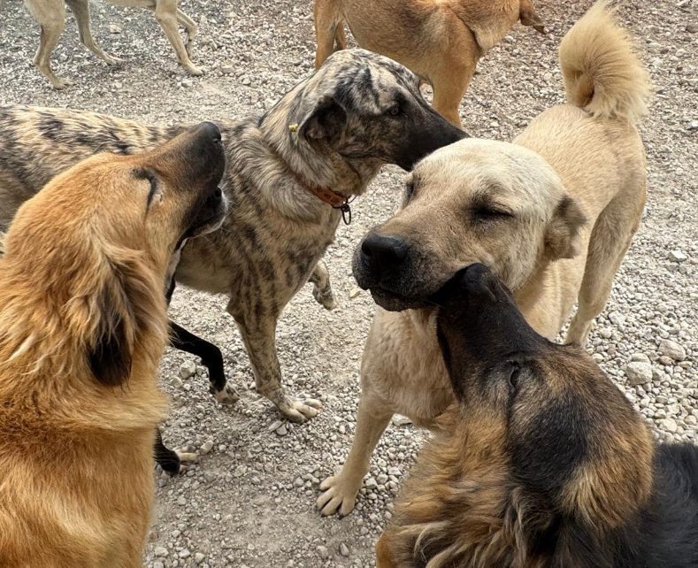 DogDeskAction's tweet photo. A wagging tail is even happier when it has another to wag alongside 

Dog to dog friendship = joy, comfort &amp; the simple magic of belonging 💛

Kennel free rescue is the only real way to make a dog happy, we would never house a dog any other way!

#RescueDogs #DogFriendship https://t.co/4EN5guvq0S