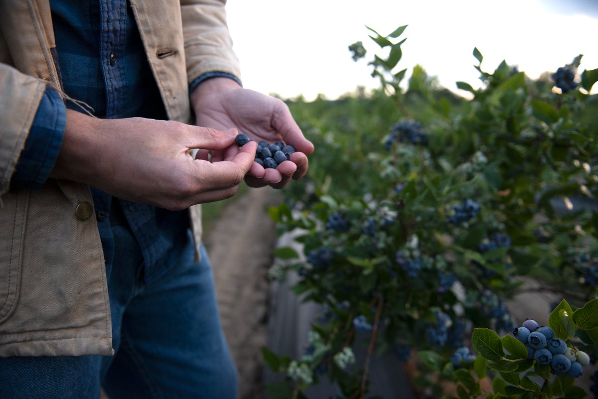 Every day of this shutdown makes it harder for blueberry farmers already under strain. Disaster aid at FSA is delayed, and H-2A labor certifications &amp; cases are on hold - creating backlogs and real pain in the fields. Farmers can’t wait. #Shutdown #Blueberries 🫐🫐
