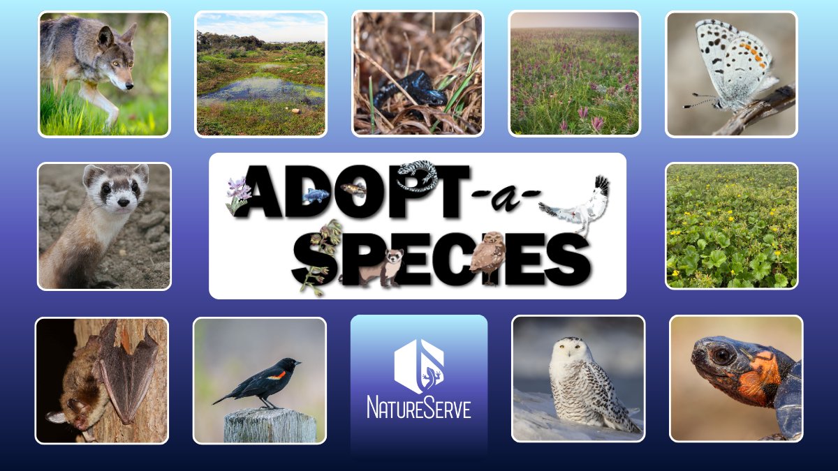 natureserve's tweet photo. Your support sustains the incredible diversity of our animal wildlife! Celebrate your impact today for #WorldAnimalDay. 🐺

Adopting a species honors your passion for every creature running wild and continues protecting them. Visit https://t.co/QoVpooXgBv to get started. https://t.co/RU9pN3ogRa