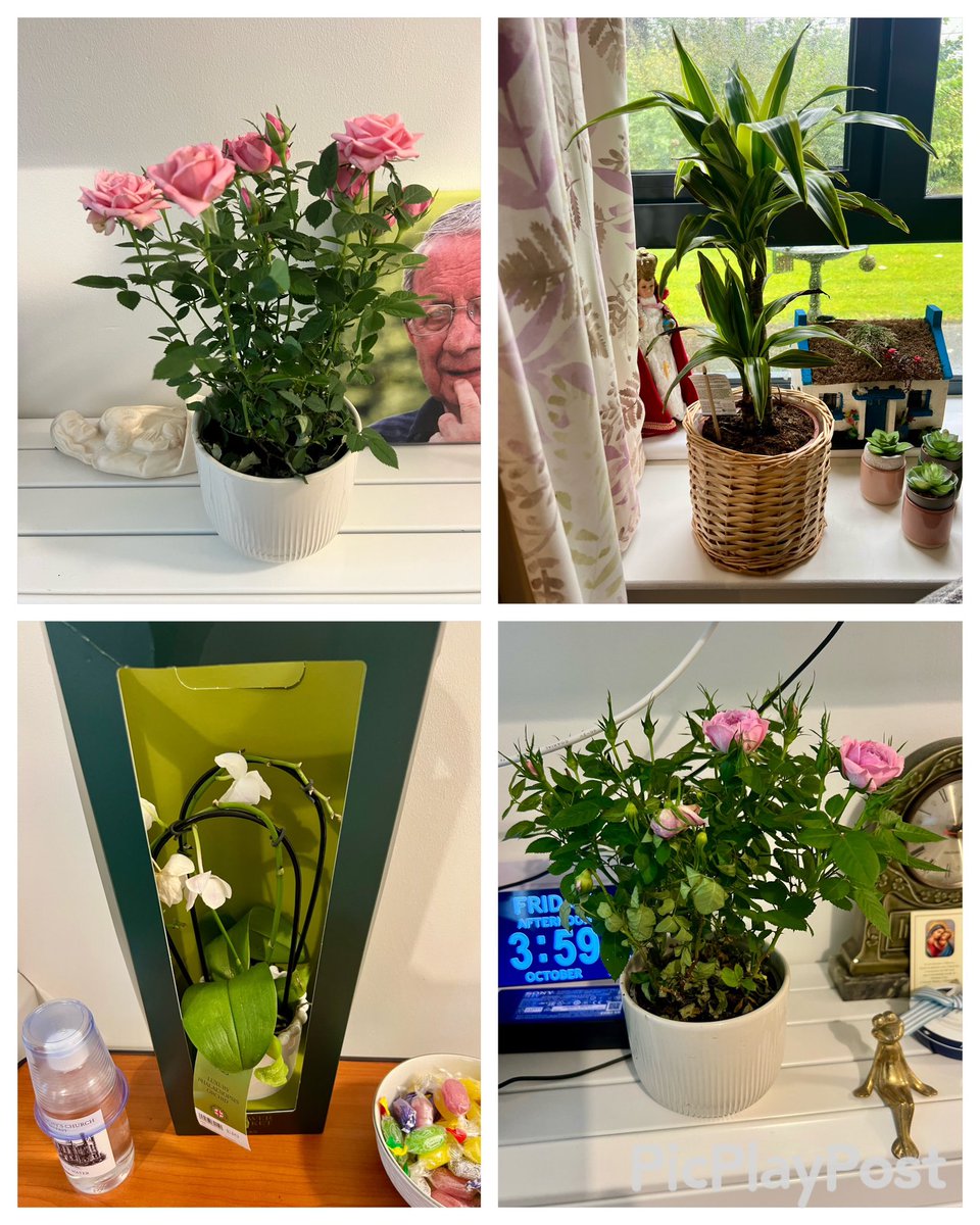 SeamusHeath1's tweet photo. Brought some gifted flowers and plants to my mums new home. 
Quick as a flash;
“who gave you them or did you nick them”
My mum!!👩 #Flowers #Plants #IrishWit #funny #IrishMothers #FavouriteSon https://t.co/iSuablMU6o