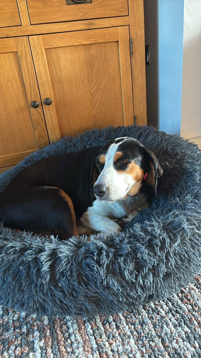 Rescue dogs for rehoming (@rescuedoggypaws) on Twitter photo Bagel is now in her foster home in #Norfolk and can be met!
This lovely dog can be homed with dogs and families with children
savingsaintsrescueuk@outlook.com
#Norwich #GreatYarmouth #Wisbech #Lowestoft #Cromer  #Spalding #Thetford #KingsLynn #Peterborough #Holt #Dereham Bagel is now in her foster home in #Norfolk and can be met!
This lovely dog can be homed with dogs and families with children
savingsaintsrescueuk@outlook.com
#Norwich #GreatYarmouth #Wisbech #Lowestoft #Cromer  #Spalding #Thetford #KingsLynn #Peterborough #Holt #Dereham