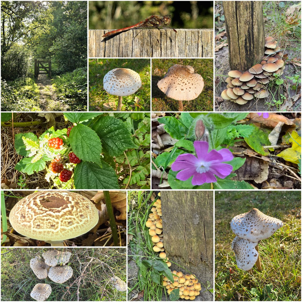 RuthPos's tweet photo. Mooie🍄herfst-kadootjes🍁gevonden🍂in het bos🌳 https://t.co/THoY27UR4L