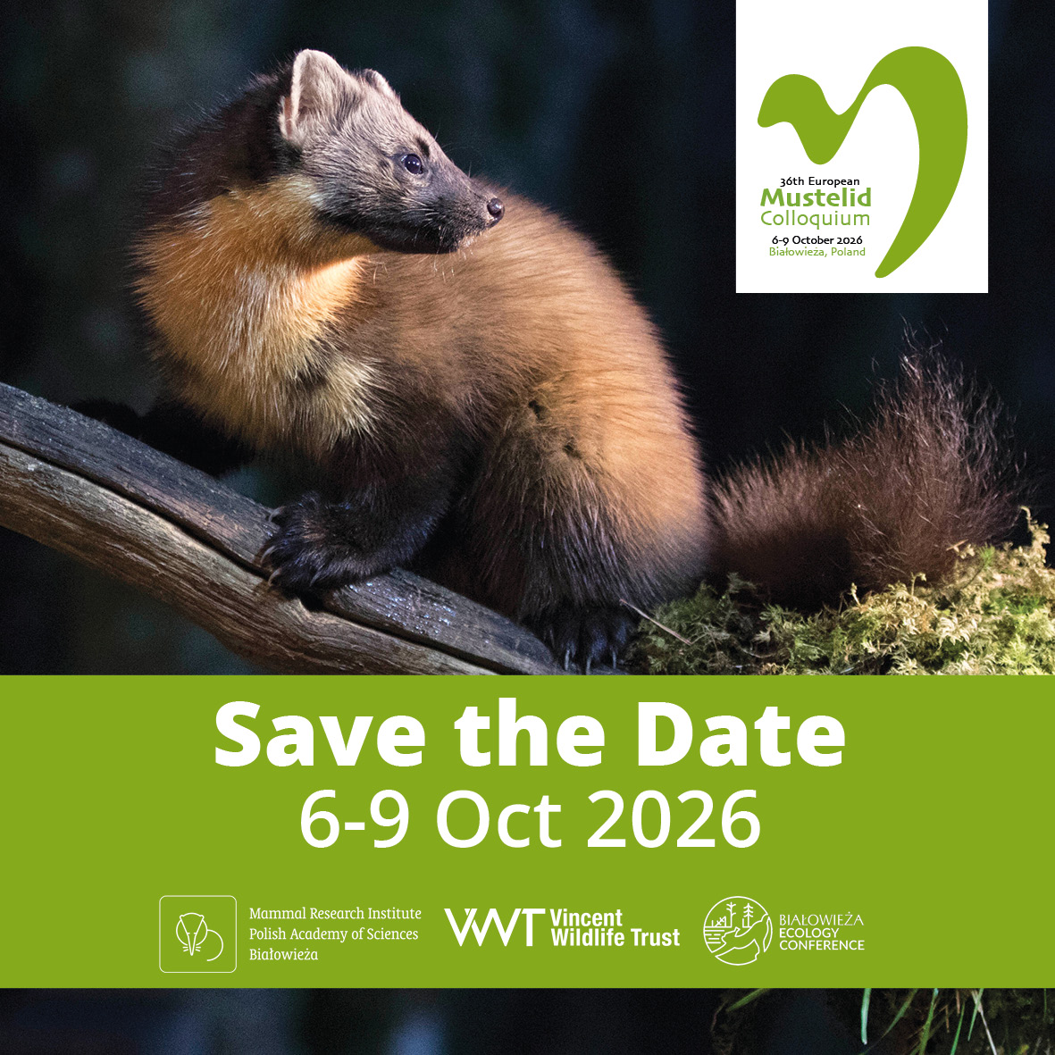 📢The EMC is heading to Białowieża!

The 36th European Mustelid Colloquium will be held in partnership with <a href="/mriBialowieza/">Mammal Research Institute PAS</a> <a href="/BEco_conf/">Bialowieza Ecology Conference</a> next October

Join the mailing list: eepurl.com/ga-5z9