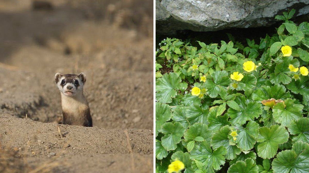 natureserve's tweet photo. Two new species are available to symbolically #adopt starting today! You can now become the proud parent of black-footed ferrets or mountain avens with a minimum donation of $25 at https://t.co/QoVpooWILX. https://t.co/GngcCZdPNC