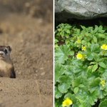 Photo by NatureServe (@natureserve)