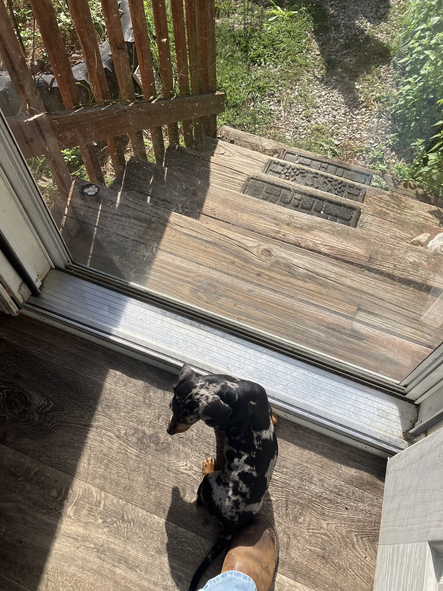 Olive waiting on her human to come back from the store. I’m not her human. I just feed her and care for her. Hubby is her main squeeze. 😂🥰