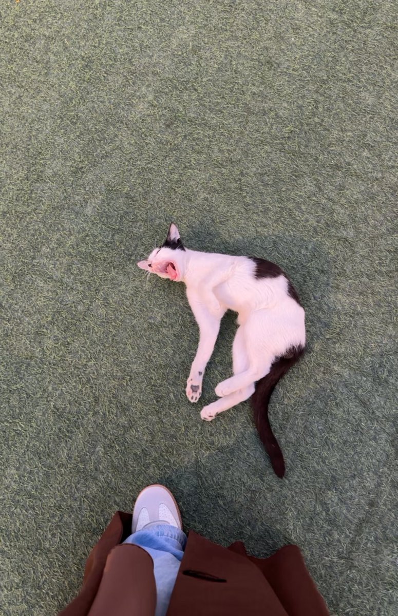 nrrllk's tweet photo. He dropped to the ground and yawned when he saw me https://t.co/GzLyBRk7DU