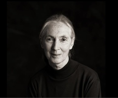 AWFJ's tweet photo. We humbly salute #JaneGoodall, the pioneering primatologist and animal-welfare and environmental advocate who died earlier this week. Founder of the Jane Goodall Institute (JGI), a UN Messenger of Peace, world-renowned conservationist and ethologist, and undeniable inspiration. https://t.co/9FdXczUTQ5