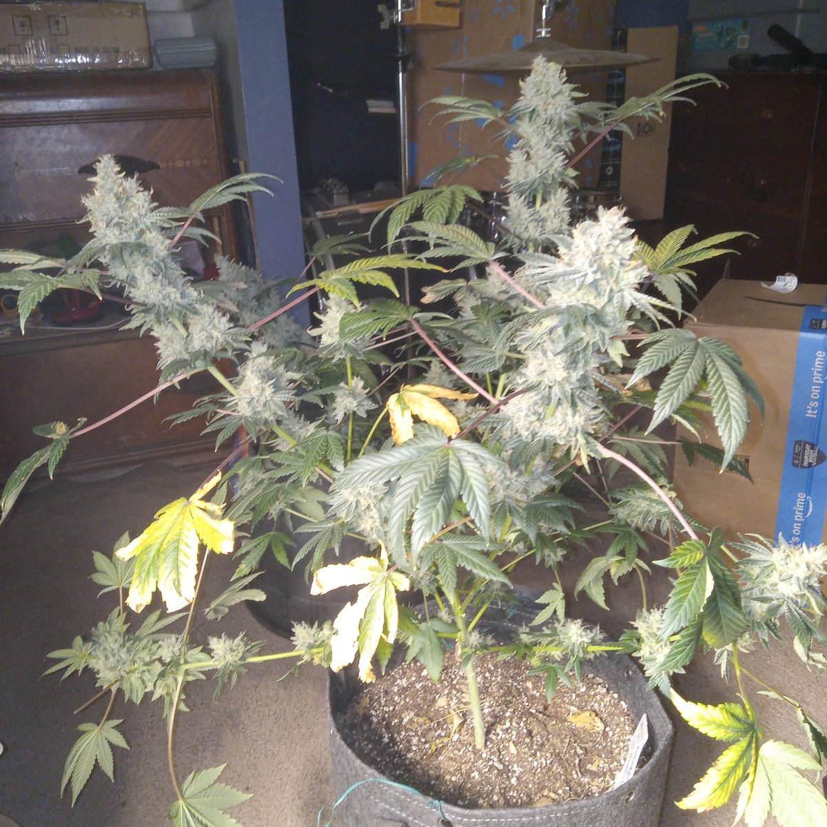 richiepython's tweet image. Turns out, crossing the Perfect circle x NL with the Zebra cake x Zkittlez was a great idea! 😍 I hope you get stoned today and happy growing everyone ✌️