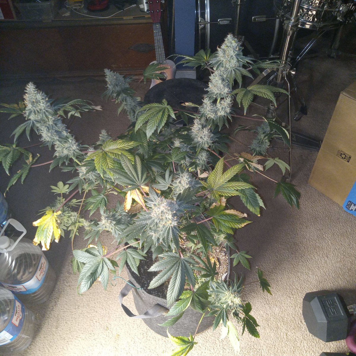 richiepython's tweet image. Turns out, crossing the Perfect circle x NL with the Zebra cake x Zkittlez was a great idea! 😍 I hope you get stoned today and happy growing everyone ✌️