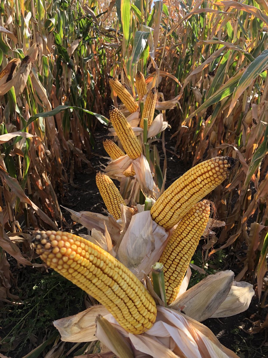 P80463PCE.  Enjoyed watching this one all year. Nice improvement in late season health.  ⁦<a href="/PioneerSeedsCA/">Pioneer Seeds Canada</a>⁩