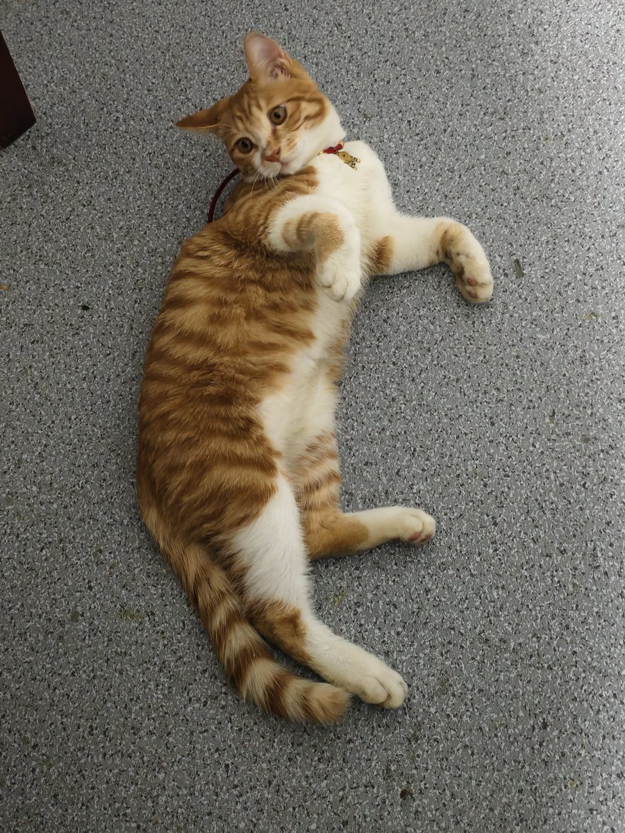 snpub156928's tweet image. 慵懒
#followback
#followme
#follow4follow
#互fo
#相互フォロー