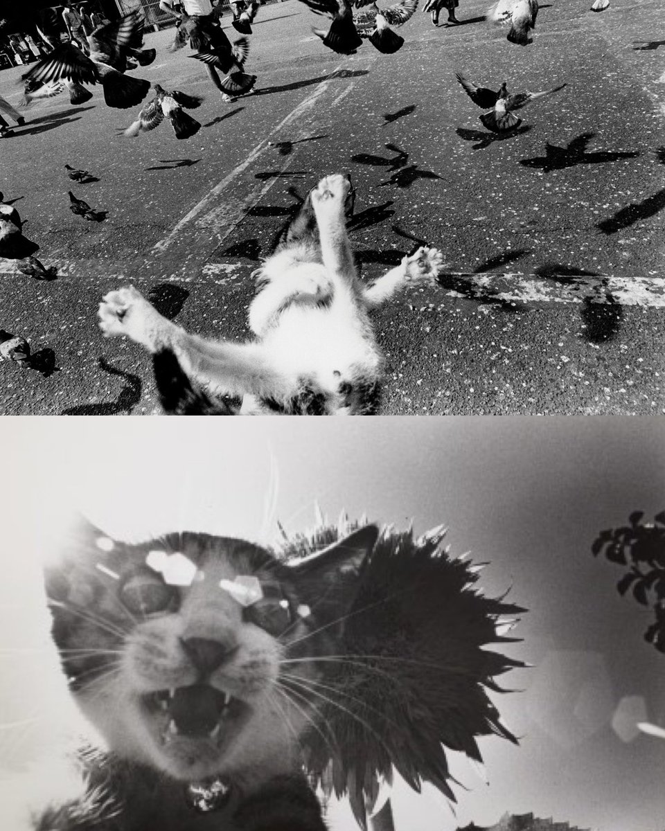 objectfetishist's tweet photo. “Sasuke! My Dearest Cat!,” Masahisa Fukase, 1978. Scanned by me. https://t.co/VM2P2o2rJA