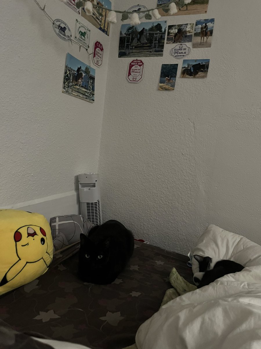 ki_aucube's tweet photo. tout le monde au pied du lit ce matin! https://t.co/OgyG1WbhoS