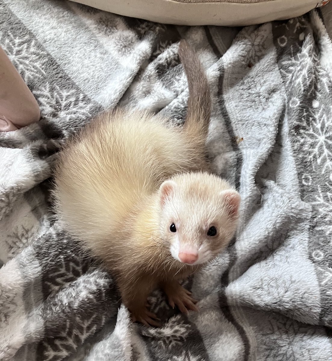 CaliCeri tweet media