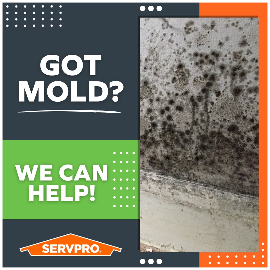 Even small leaks can lead to big mold problems. SERVPRO is Faster to Any Size Disaster to stop growth before it spreads.
 #SERVPRO #DamageRestoration