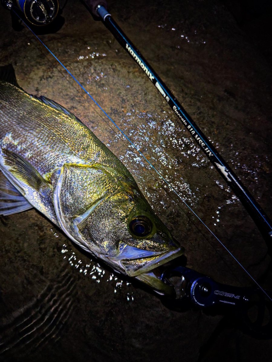 RayNorinobu1209's tweet photo. ビビビ

 #tulala
#tulalajp 
#staccato810
 #seabass https://t.co/IdIRTA3X0O