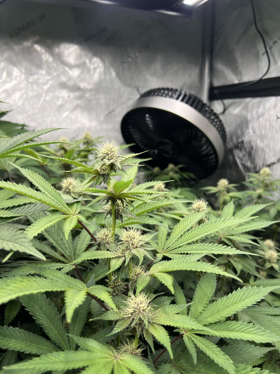 718 Genetics (@718Genetics) / Posts / X