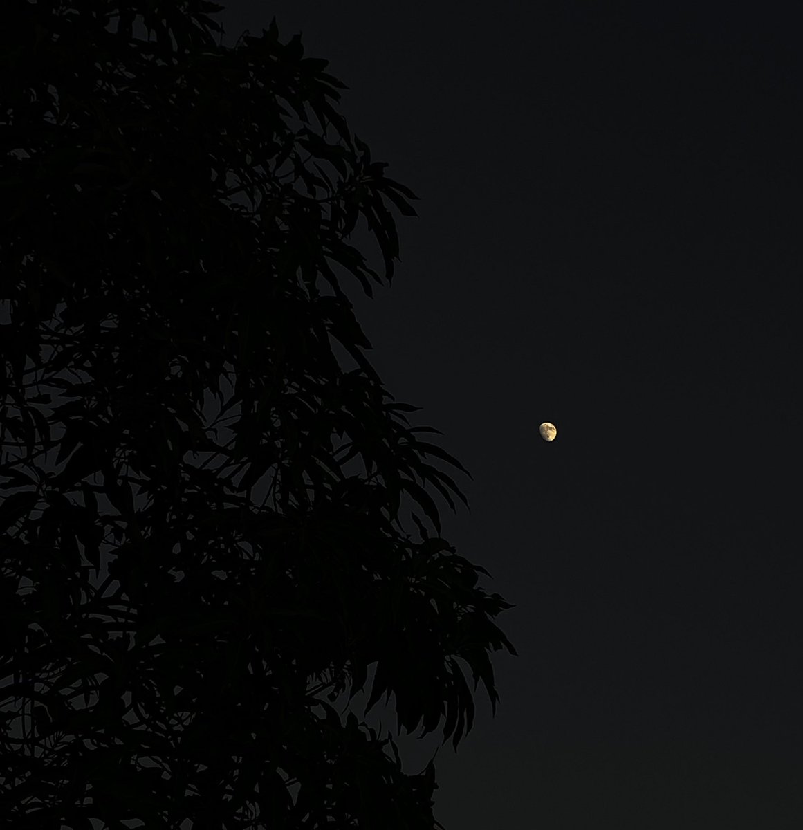 sky_n19's tweet image. iPhone                                           Telescope