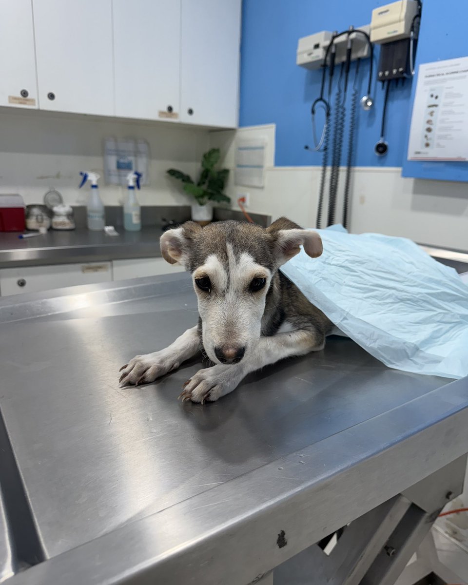 dog_rates's tweet image. This is Asher. He was found as a stray after being hit by a car. His pelvis was broken, and X-rays revealed his belly was full of rocks because he was desperately hungry. He needs a CT scan and full reconstruction of his pelvis. You can help him below ❤️‍🩹

15outof10.org/asher