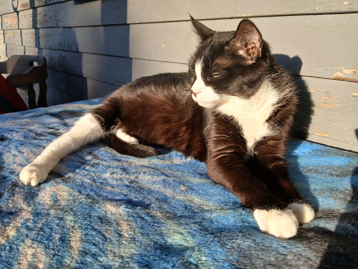 It was very sudden but yesterday I brought my cat to the emergency vet because she wasnt herself. Ultrasound revealed she had cancer and it spread to her organs and she had fluid around her lungs. I had to say goodbye. I'll miss you so so much Serena, my sweet baby, my angel.