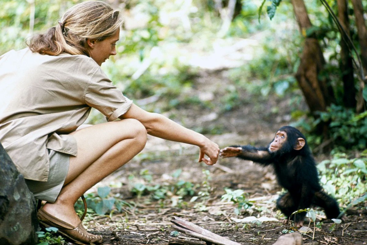 Stonermind49's tweet photo. ▶️Adieu à Jane Goodall, pionnière de la protection des primates. À 91 ans, elle nous a quittés, mais son combat pour les animaux et l'environnement inspire encore. Merci pour avoir changé notre regard sur le monde animal. 🐒📷#JaneGoodall #CauseAnimal https://t.co/zulCMxW7bC