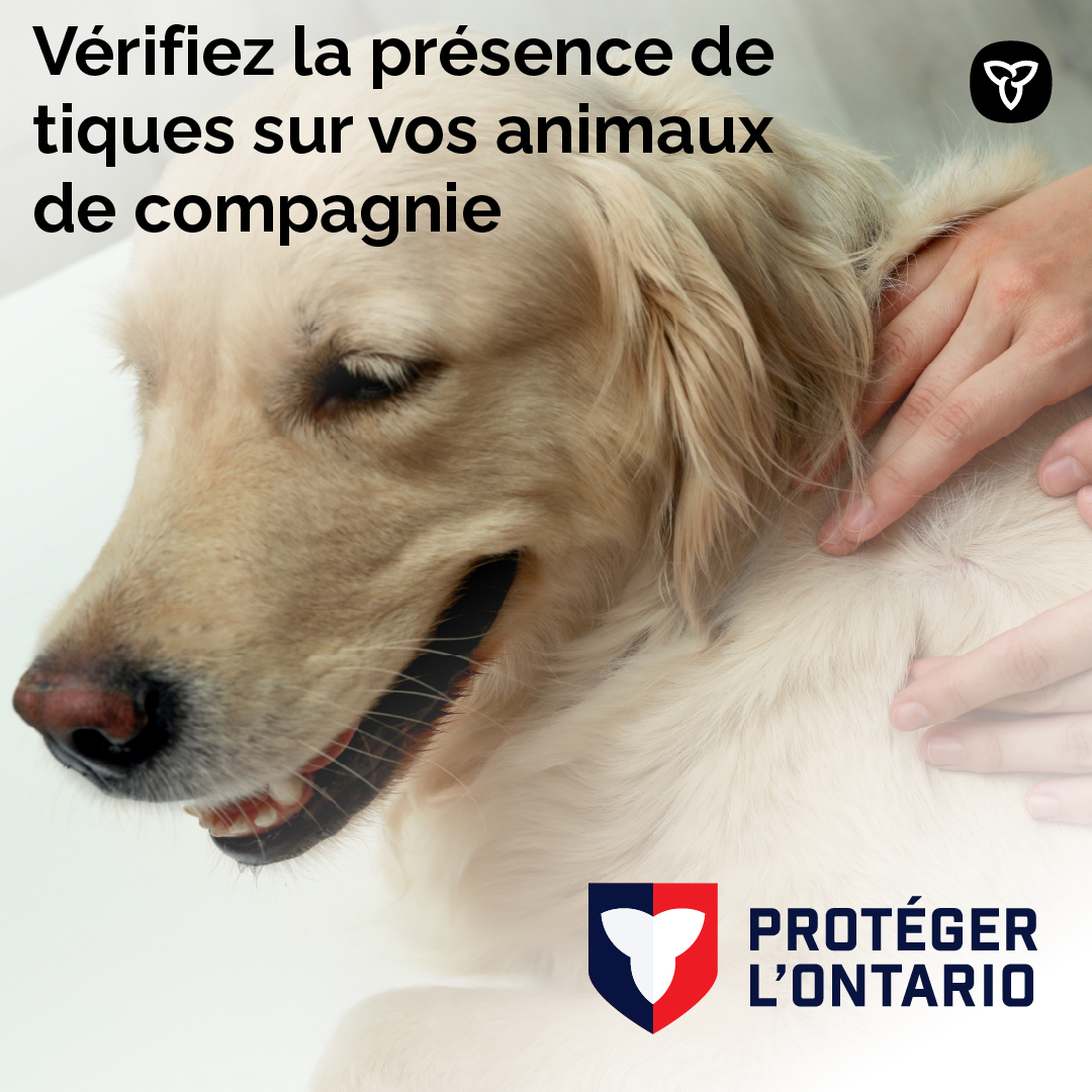 Le saviez-vous? Les tiques peuvent se fixer sur la tête, le cou et les oreilles des chiens et des chats.

Vérifiez vos animaux de compagnie quand ils ont été dehors, et discutez des options de prévention de la tique avec votre vétérinaire.

Infos : ontario.ca/tiques.