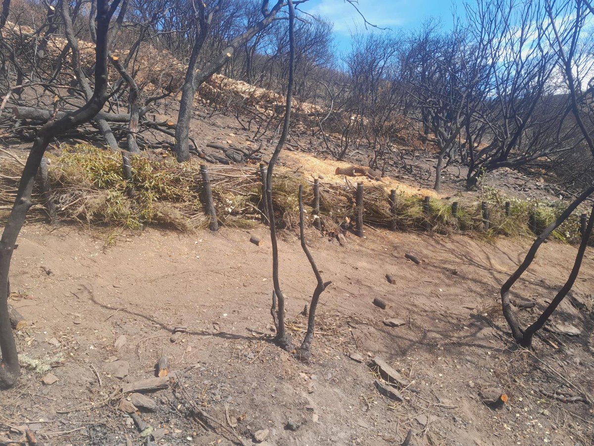 naturalezacyl's tweet photo. Los trabajos de emergencia han comenzado en #IFYeres e #IFLlamasDeCabrera. 
La prioridad: proteger el suelo.
Con material de la zona construimos fajinas que evitarán: pérdida de suelo fértil, retendrán semillas y serán un punto de recuperación #RestauraciónForestal https://t.co/xMQ25RKkRw