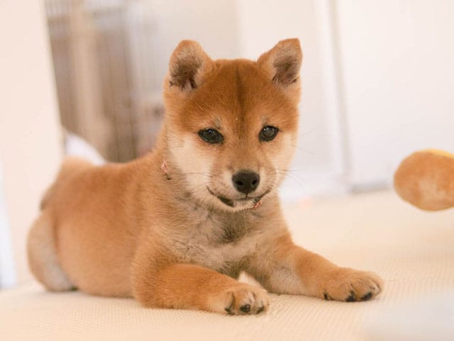 ShibaEveryHour's tweet photo. https://t.co/qNaKDFArud
