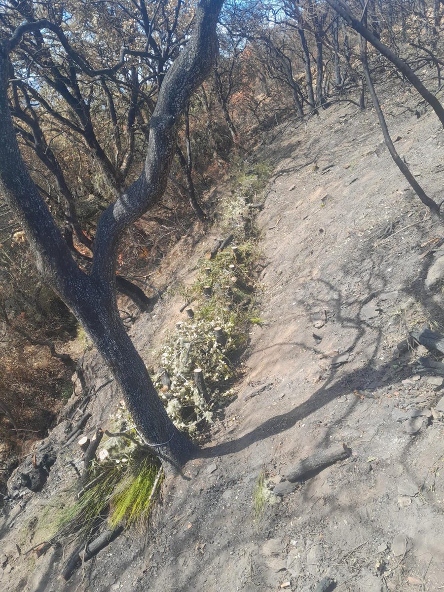 naturalezacyl's tweet photo. Los trabajos de emergencia han comenzado en #IFYeres e #IFLlamasDeCabrera. 
La prioridad: proteger el suelo.
Con material de la zona construimos fajinas que evitarán: pérdida de suelo fértil, retendrán semillas y serán un punto de recuperación #RestauraciónForestal https://t.co/xMQ25RKkRw