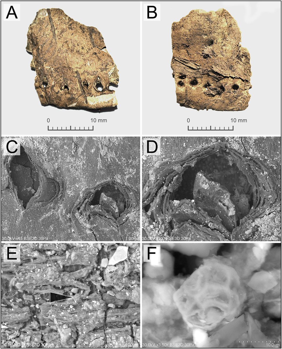 🅰ntiquity Journal tweet media