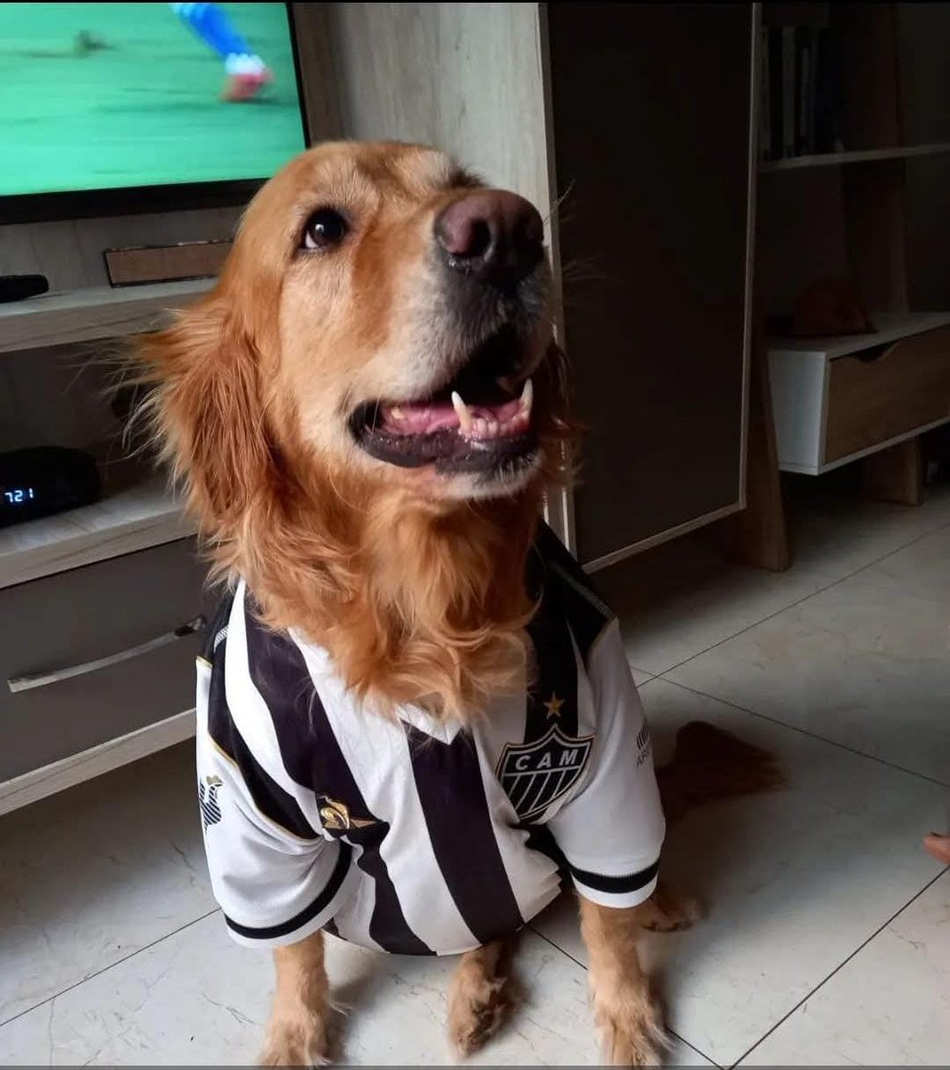 xandetresp's tweet photo. @Atletico Luna é Galo! https://t.co/QPq30BTK4K