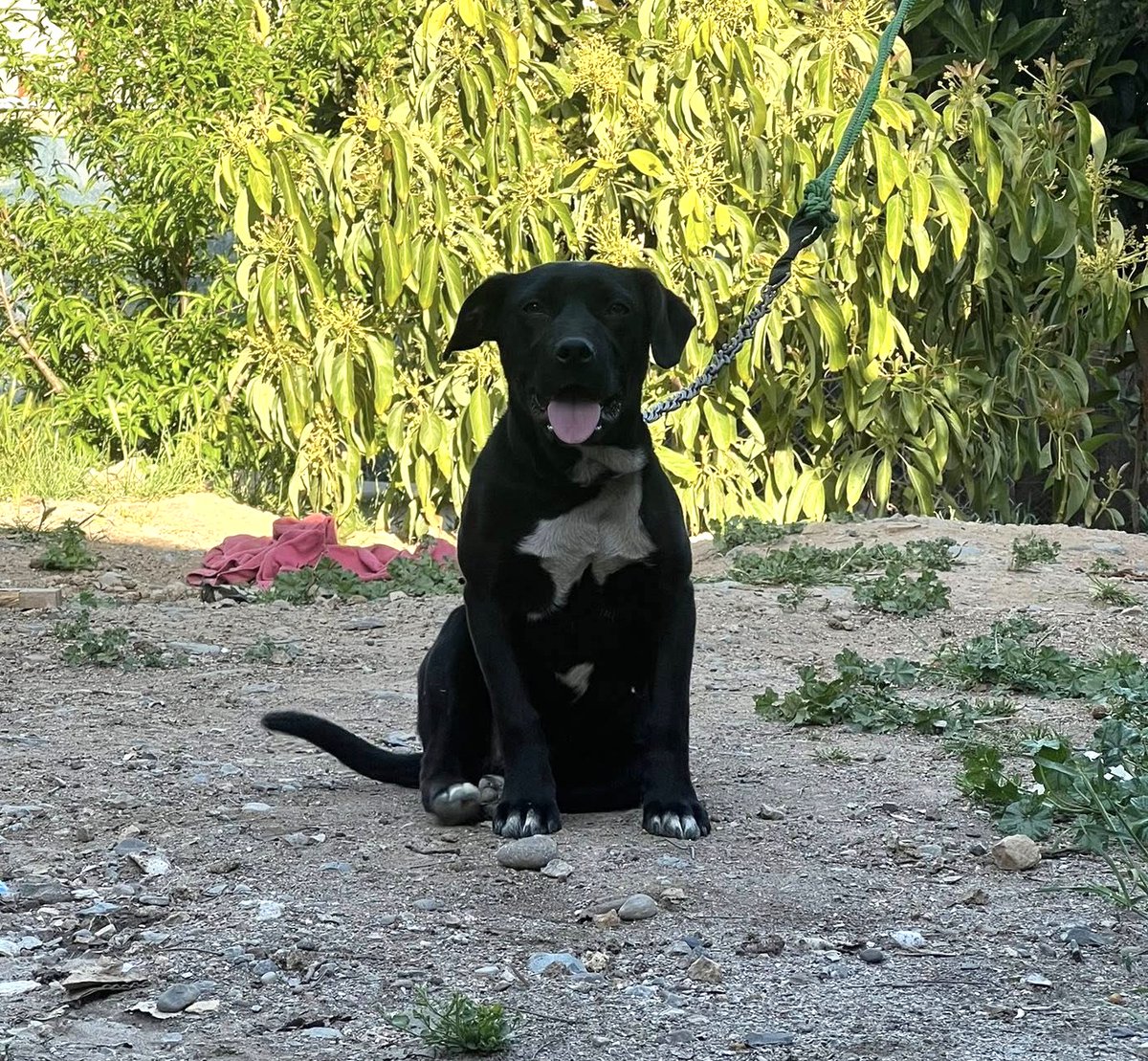 Esta perrita vive, literalmente, todo el día amarrada a la cadena que ves. Tiene alrededor de 7 meses. Personas cercanas  al lugar donde "vive" están buscando un hogar donde sea amada como se merece. Si deseas cambiar su destino, comunícate al +56949830400. Favor RT!
#ElMelón
