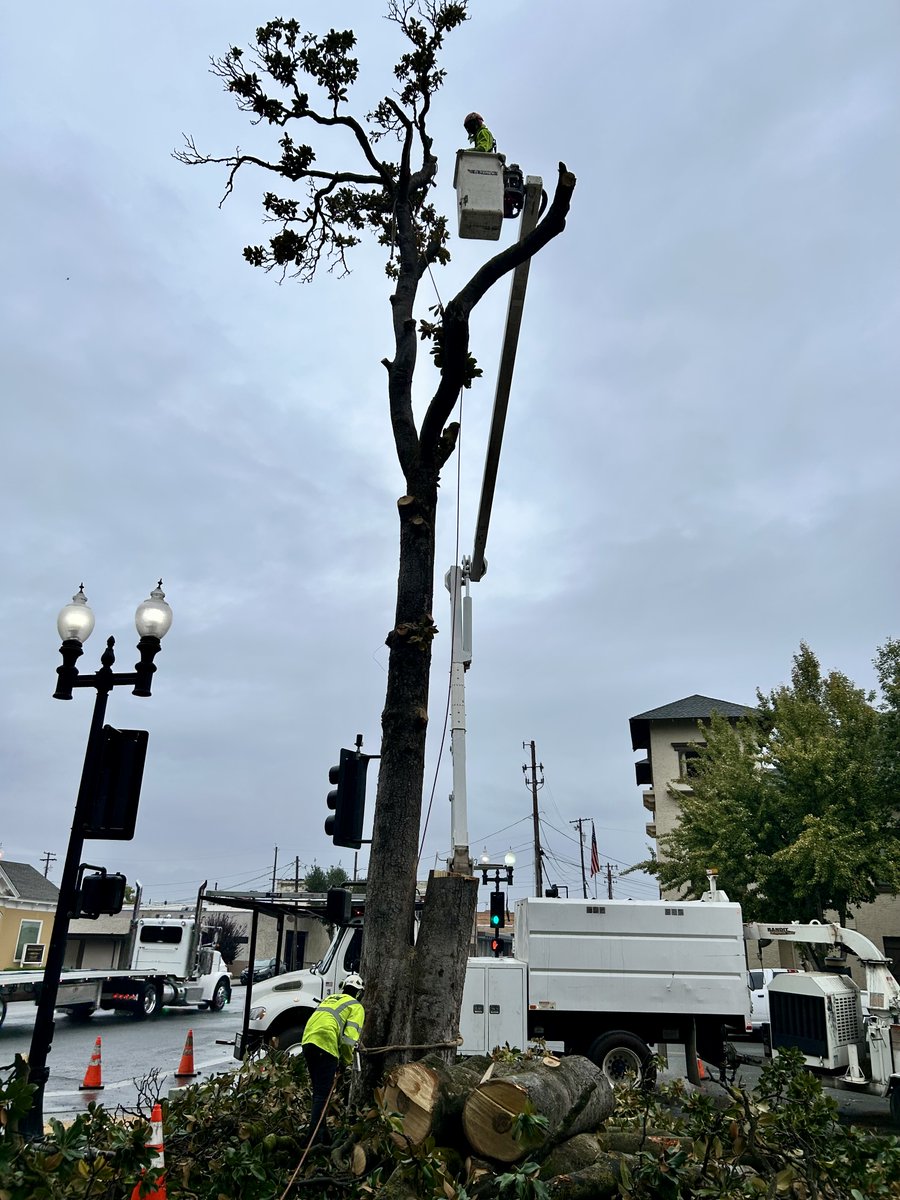 TwinCities_Tree's tweet image. 🌳✂️ Big tree, no problem! Our crew gets it done safely + efficiently up high &amp;amp; on the ground. 💪🍂
📞 Free estimates available!
530-755-1067

#TwinCitiesTreeService #TreeCare #TreeExperts #YubaCity