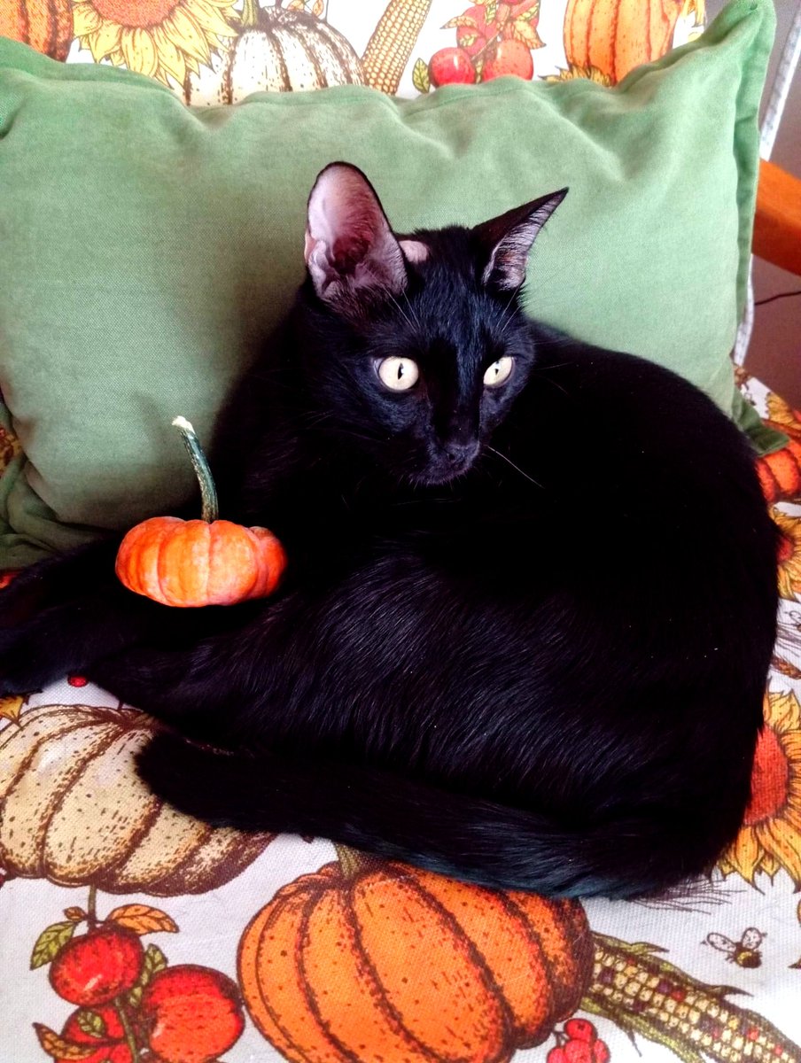 Bugün kendime bir iyilik yapıp gündeme hiç bakmadım 💙
Kedilerimle ilgilendim, güzel şeyler yedim, şu an da Pumpkin Spice Kafe kitabını okuyorum.
Bu cadının da başındaki Mantar iyileşiyor, o açılan yerden minik minik tüyler çıkıyor.
En iyi gelen şey kaynamış top kekik suyu oldu