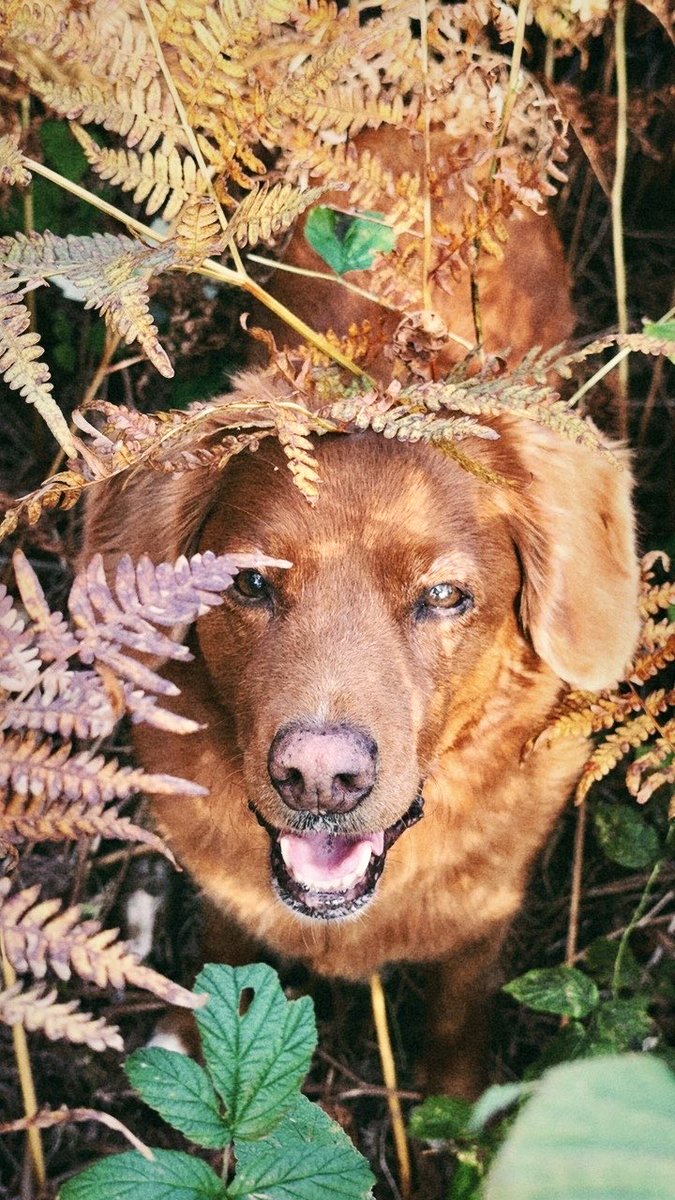 When autumn comes
It doesn’t ask
It just walks in
Where it left you last… 🍁