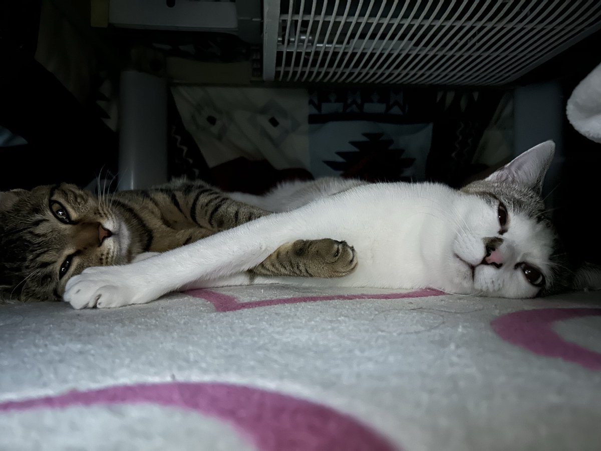 185699's tweet photo. @MiniraDiary 今年で4歳の保護猫兄妹です🐱 https://t.co/54YPnzFzmX
