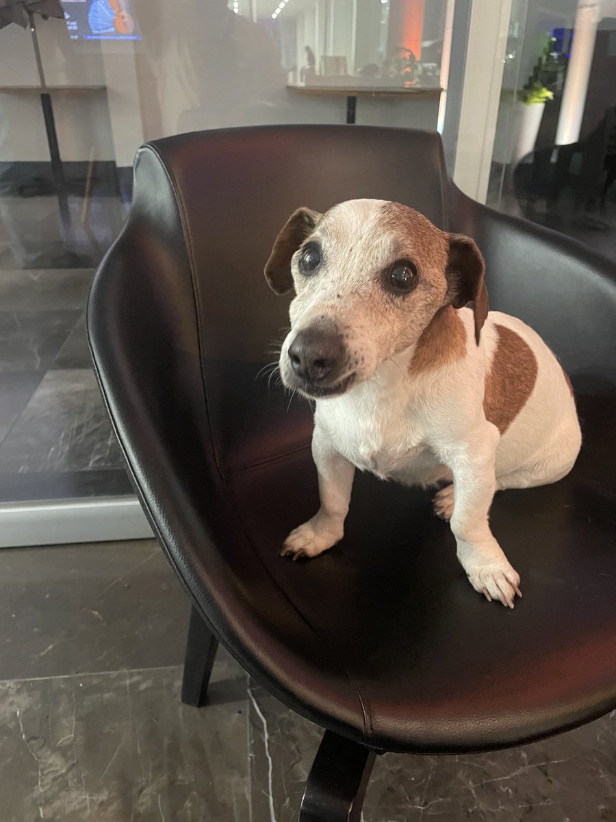 Maluisamelen's tweet photo. #ENCONTRADO en Belenes en el @ccutulugar y @ConjSantander 
¡Queremos que regrese a su casa! 
Si tienes info envía WhatsApp a 3333686582 https://t.co/Rh4rDmr68z