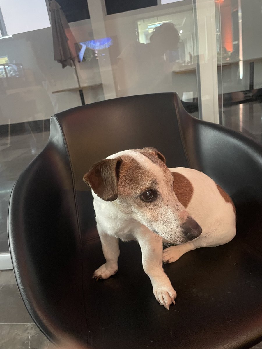 Maluisamelen's tweet photo. #ENCONTRADO en Belenes en el @ccutulugar y @ConjSantander 
¡Queremos que regrese a su casa! 
Si tienes info envía WhatsApp a 3333686582 https://t.co/Rh4rDmr68z