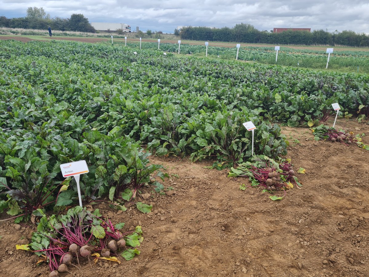 Several of our members (<a href="/Elsomsseeds/">Elsoms Seeds</a> <a href="/SakataUK/">Sakata UK</a> <a href="/Syngenta/">Syngenta</a>) are hosting vegetable open days on the 8th, 9th and 10th October. 

Visit the open days to hear about new varieties and hear about disease resistance strategies.