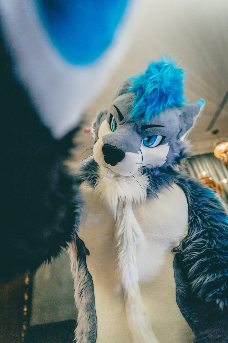 ん？もう疲れちゃったの？
続けないの？

Hm? Already tired?
Not going to keep going?

嗯？這樣就累了？
不繼續嗎？

📷: <a href="/daisukechen_tw/">大助喵➡ちるこん</a>

✂️: <a href="/kigurumikagetsu/">きぐるみ花月/Kigurumi Kagetsu</a>

#FursuitFriday #MountainPineTW