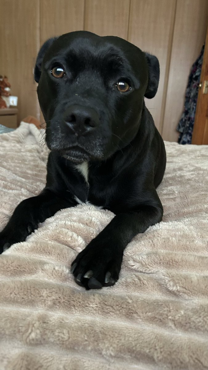 JulesAllenxx's tweet photo. I’ve been lazy today, it’s pouring down rain ☔️ and I have been snuggled up #frank #frankfriday https://t.co/1FeEtnqez5