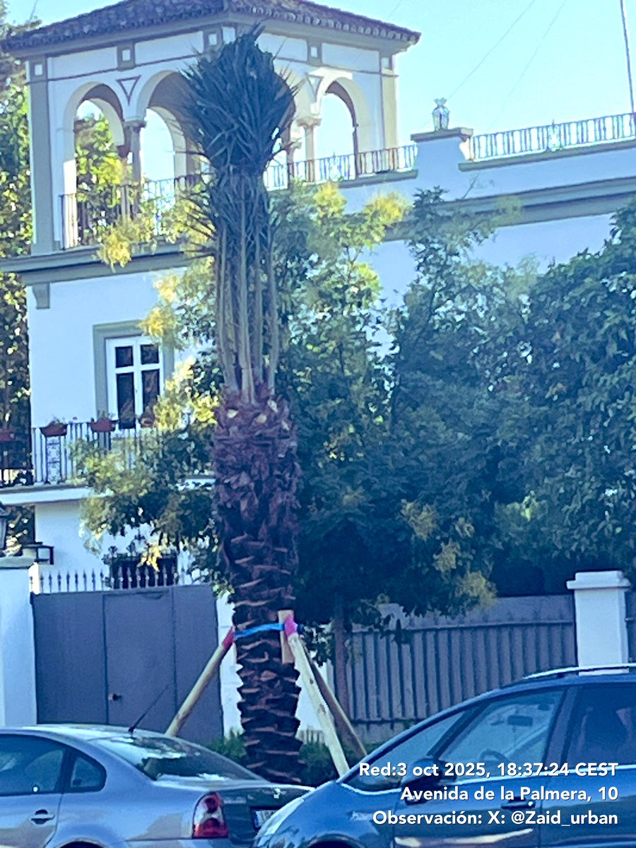 Como es posible que ya se estén plantando árboles de la campaña 25/26 y no esté publicado el plan del arbolado? Los tutores rosas os delatan pero los ciudadanos tenemos derecho a saber qué especies, dónde y cuántas. <a href="/eveliarincon/">Evelia Rincón</a> <a href="/jlsanzalcalde/">José Luis Sanz</a> <a href="/salvatusarboles/">salvatusarbolessevilla</a> <a href="/SOSterritorios/">Red Territorios Sostenibles #RedEcoTerritorios</a>