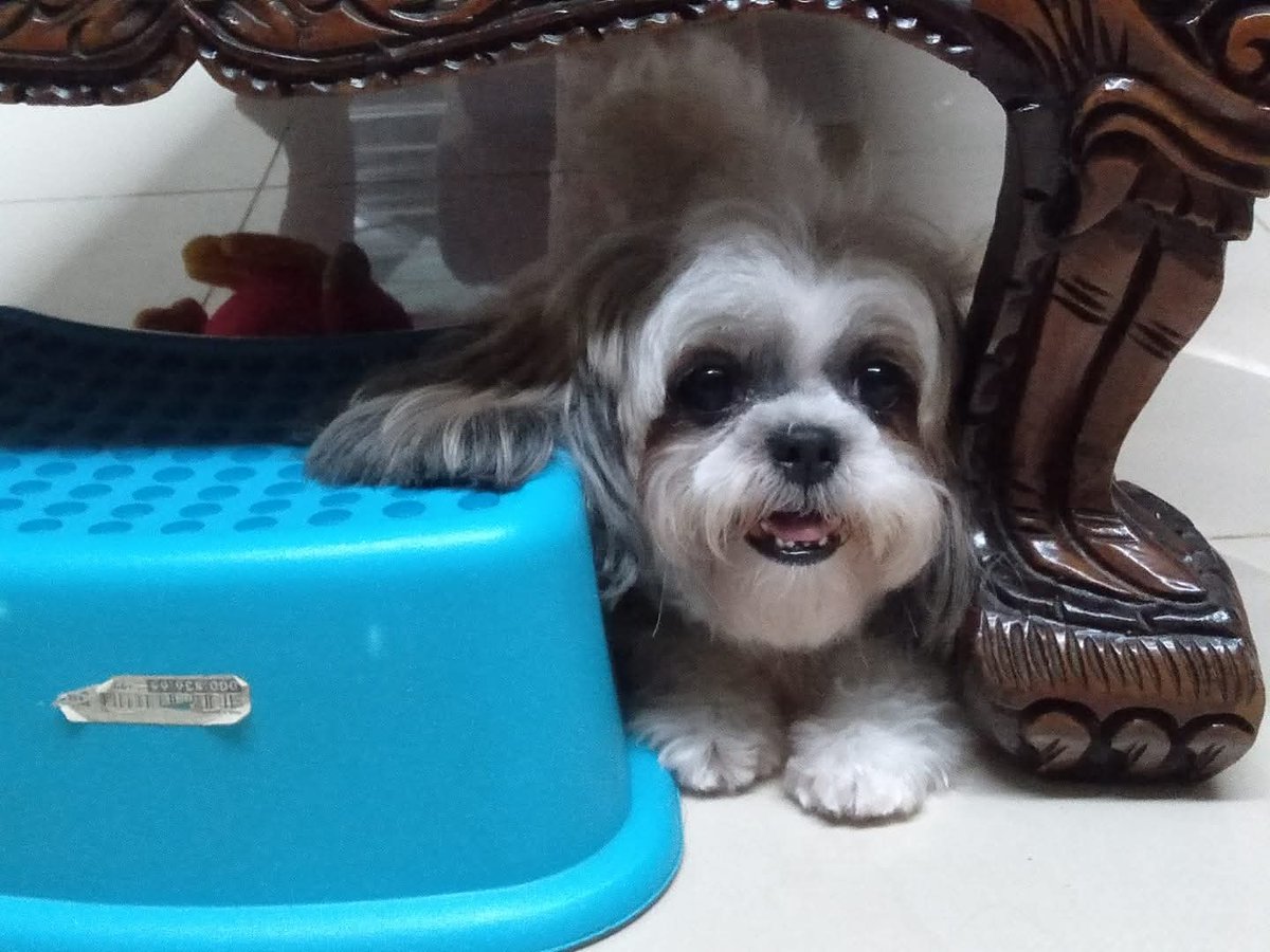 YAHIKO／ ヤヒきゅん | yahikyun@bsky tweet media