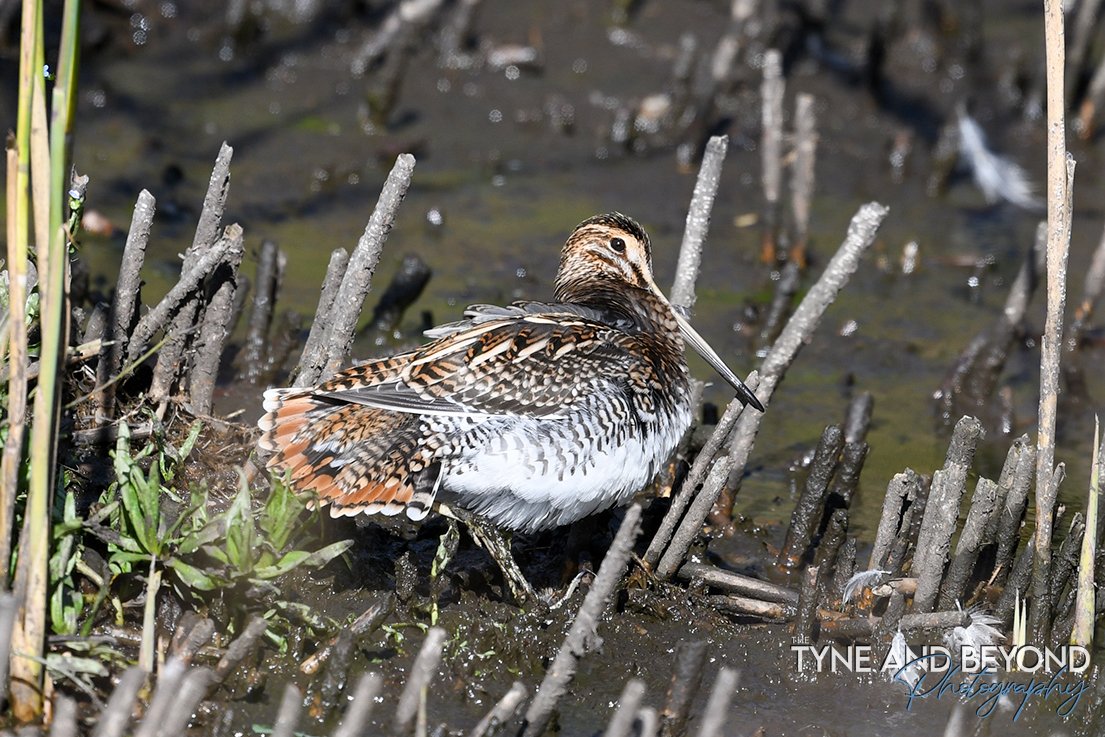 Snipe showing of its tail feathers!
