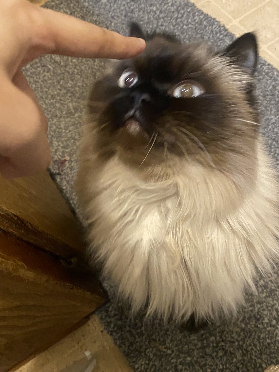 TheCrustyCash's tweet image. mine name CATSCH,, 400 on the DASH, haloween mine favrit jost becos the monstor MASH!!! mine bestys dont be RASH, BECOS I AME CATSCH!!!!